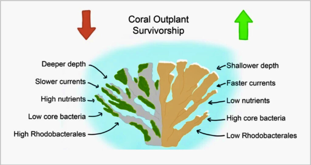 Coral outplant survivorship (University of Miami)