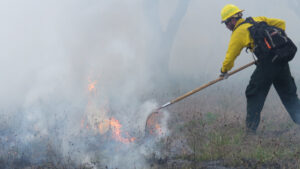 Firefighters monitor a prescribed fire in Florida’s Everglades National Park in 2018. Prescribed burns are carefully planned to reduce overgrowth and brush and promote growth of plants that depend on fire to thrive. Federal agencies revised policies to encourage controlled burns during the late 1960s and 1970s, but studies show that the practice is still underutilized relative to need. (Credit: National Park Service)