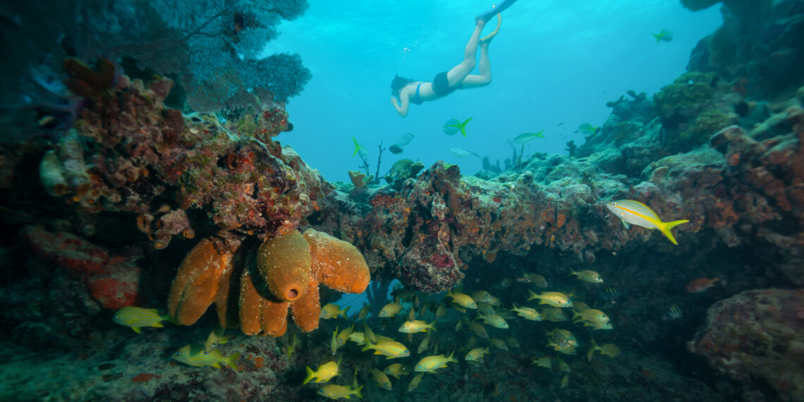 A diver snorkeling around Florida's Coral Reef near Key West (iStock image)