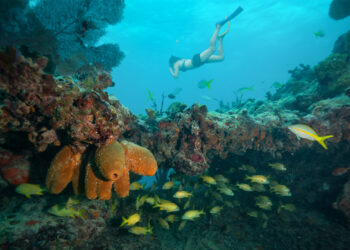A diver snorkeling around Florida's Coral Reef near Key West (iStock image)