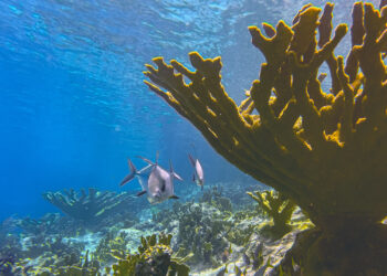 Elkhorn coral in the Caribbean (iStock image)