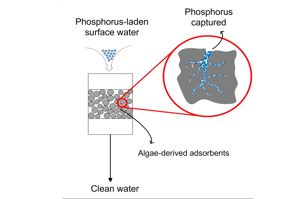 FAU Engineering develops new weapon against harmful algal blooms (FAU)
