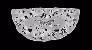 A leaf cross section from a formerly irrigated Scots pine tree. In contrast to leaves of trees that have never experienced irrigation, trees that have lost abundant water place more emphasis on features such as water storage (black cells in the center) and protection (large resin ducts that look like holes ringing the leaf) than on the cells needed to produce energy for tree growth (spotted cells). (Alana Chin, CC BY-ND)