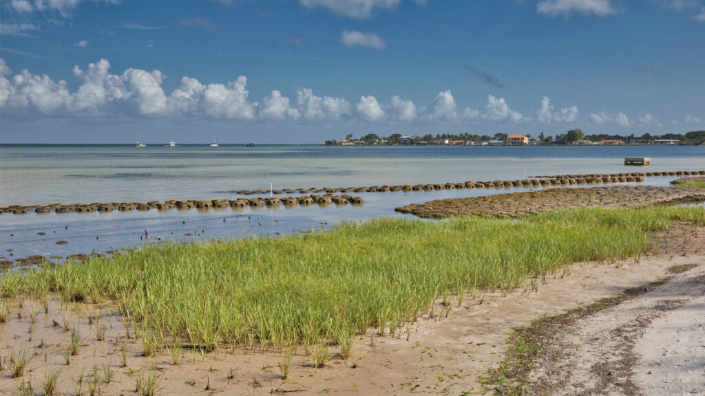A Tampa Bay living shoreline restoration project (iStock image)