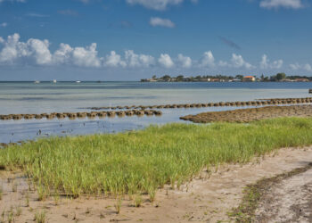 A Tampa Bay living shoreline restoration project (iStock image)