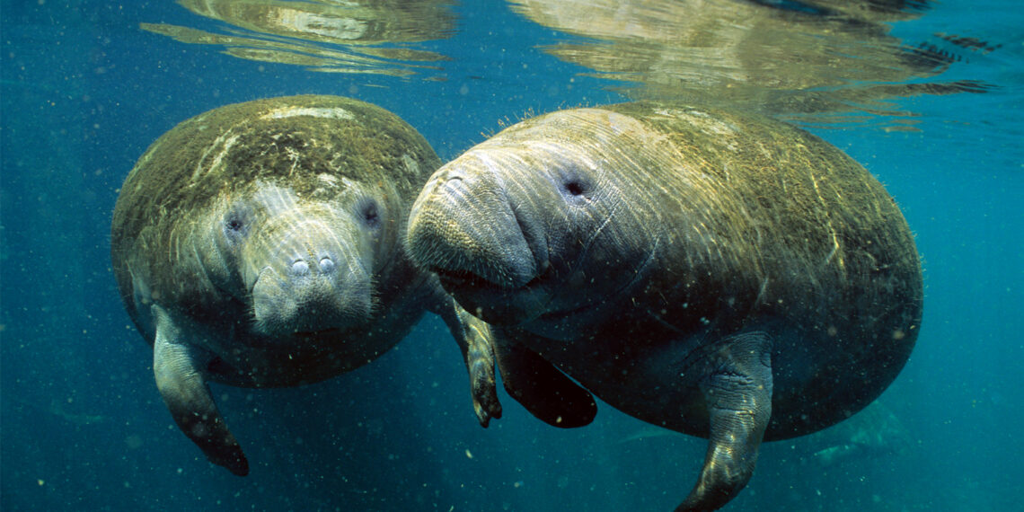 Manatees in Crystal River (iStock image)