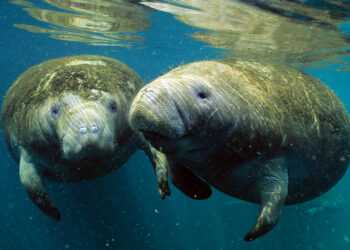Manatees in Crystal River (iStock image)