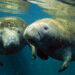 Manatees in Crystal River (iStock image)