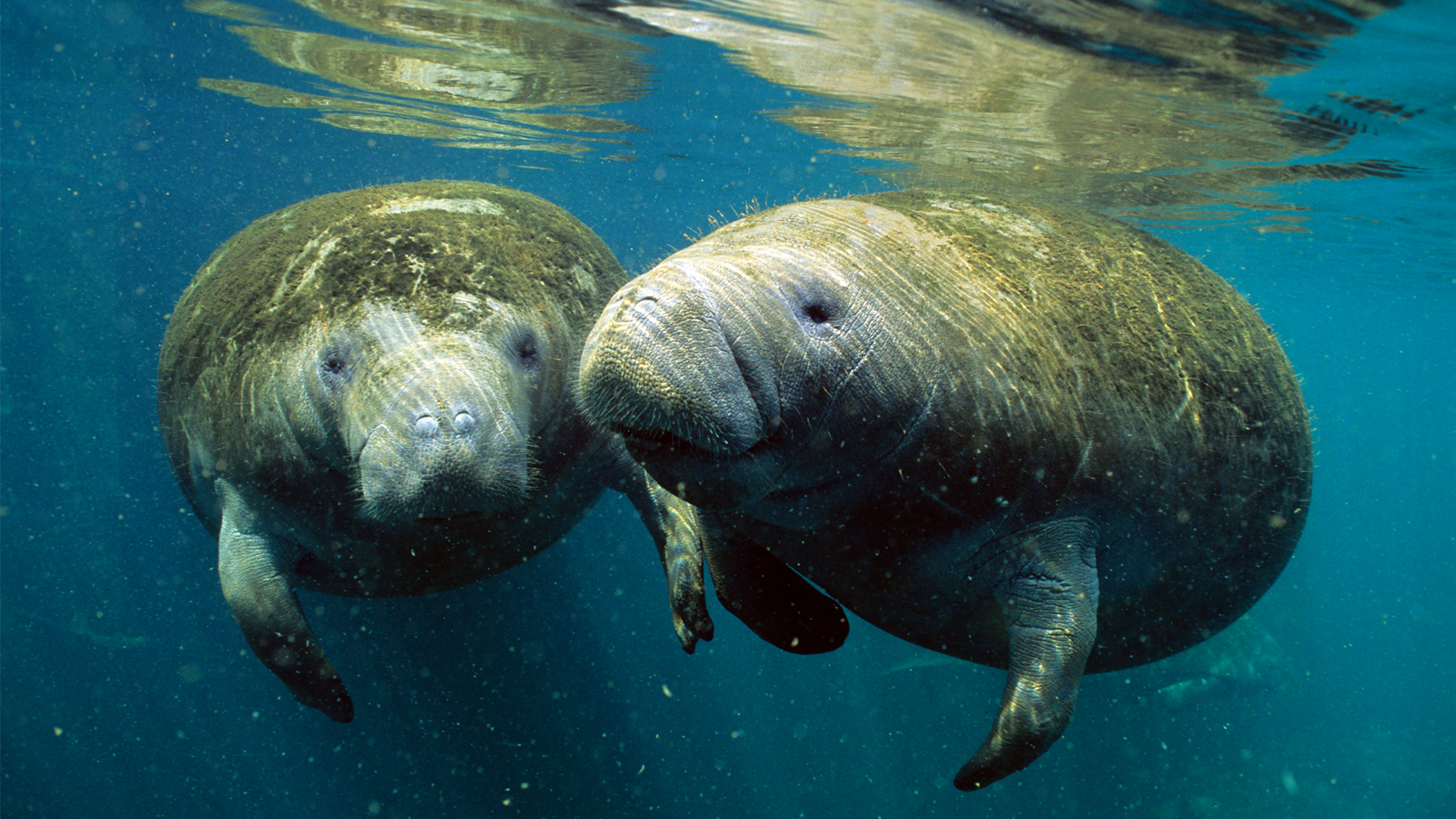Manatees in Crystal River (iStock image)