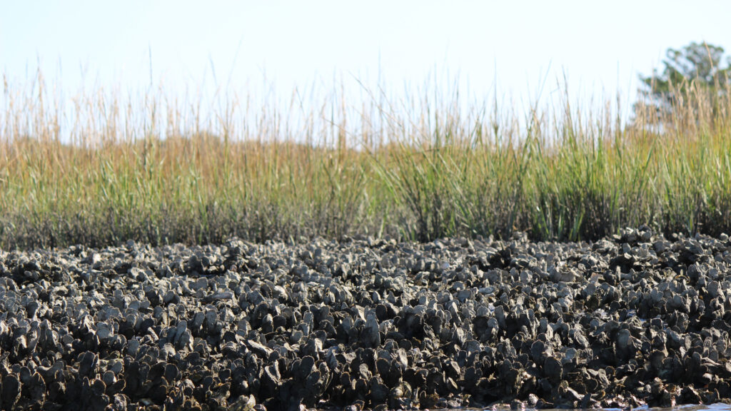 An oyster bed in an estuary (iStock image)