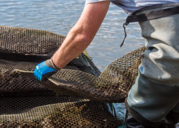 Oyster harvesting (iStock image)
