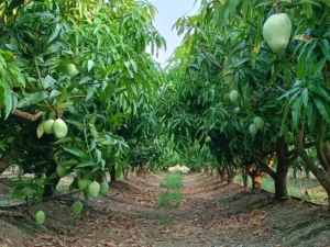 Six varieties of mangoes line the fields at PapaMango in Sicily. (Vincenzo Amata)
