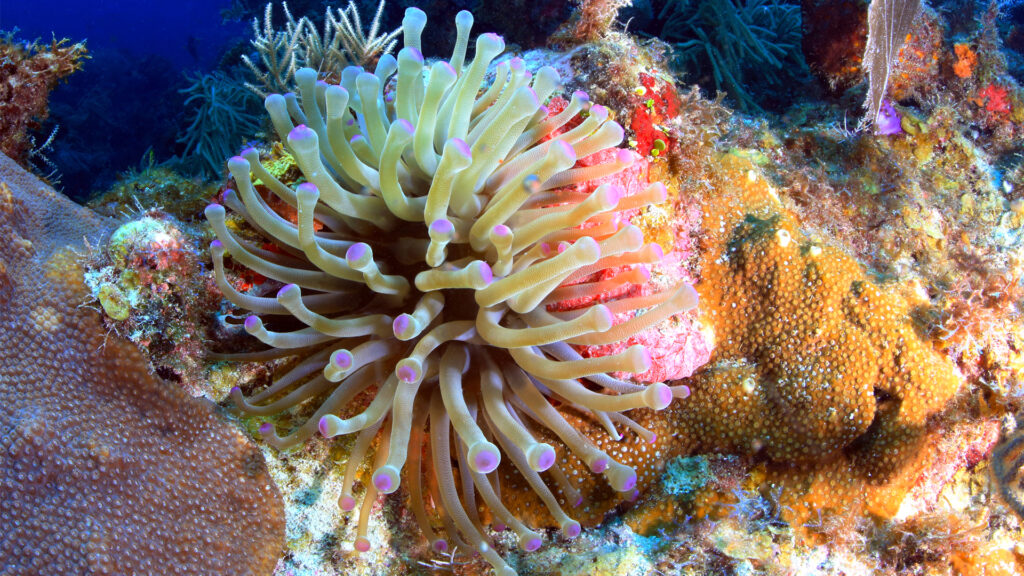 A -large sea anemone flourishing in Florida Keys National Marine Sanctuary. (National Marine Sanctuaries, Public domain, via Wikimedia Commons)