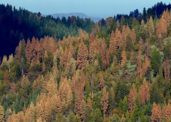 Trees killed by drought (Nathan Stephenson/USGS, Public domain, via Wikimedia Commons)