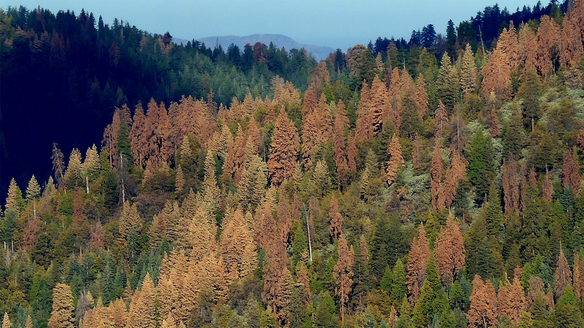 Trees killed by drought (Nathan Stephenson/USGS, Public domain, via Wikimedia Commons)