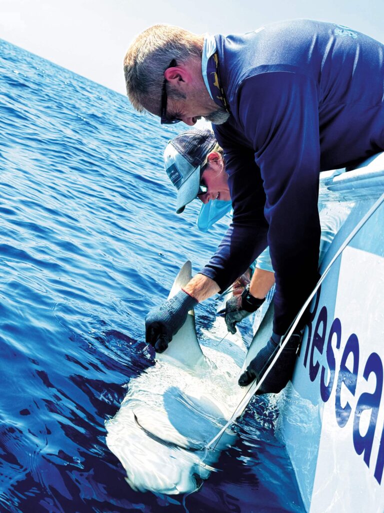 Mike Heithaus in the field tagging a shark. (FIU)