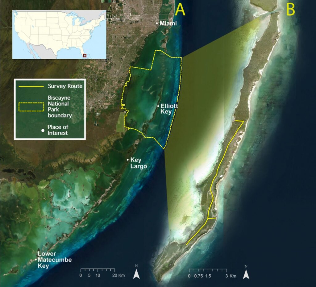 Map of Biscayne National Park, which is primarily covered by water. A portion (yellow line) of Spite Highway was used as a survey route. Scientists traveled on the trail, recording data on every Schaus’ swallowtail along the way. (Image by Steele Cabrera et al. [2025]; CC BY-NC-ND)