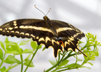Schaus’ swallowtail butterfly (U.S. Fish and Wildlife Service Southeast Region, CC BY 2.0, via Wikimedia Commons)