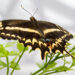 Schaus’ swallowtail butterfly (U.S. Fish and Wildlife Service Southeast Region, CC BY 2.0, via Wikimedia Commons)