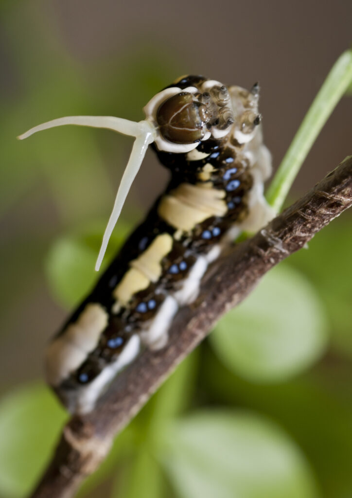 Schaus’ swallowtail caterpillars prefer the fresh new leaf growth of their host plants over older leaves that are harder to consume. (Florida Museum photo by Kristen Grace)
