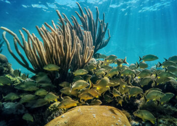 Fish swim in a coral reef near the Florida Keys (iStock image)