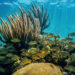 Fish swim in a coral reef near the Florida Keys (iStock image)
