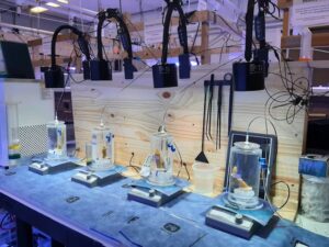Researchers recreated environmental conditions for corals in the lab. (Jennifer Mallon)