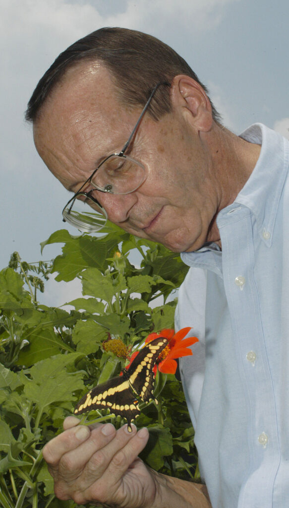 Thomas Emmel was an internationally recognized Lepidoptera expert who began collecting butterfly specimens when he was only eight years old, and until his death in 2018, dedicated his efforts towards reintroducing Schaus’ swallowtail. He is seen here with a Giant swallowtail. (Florida Museum photo by Jeff Gage)
