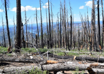 A field plot in the Sierra Nevada where researchers surveyed the effects of wildfires. (Photo credit: Asha Paudel, Ph.D., Florida Atlantic University)