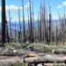 A field plot in the Sierra Nevada where researchers surveyed the effects of wildfires. (Photo credit: Asha Paudel, Ph.D., Florida Atlantic University)