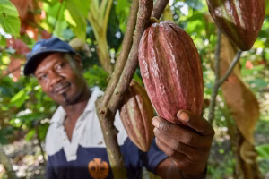 A farmer in Colombia holds a cacao pod, which holds the key ingredients for chocolate. (©2017CIAT/NeilPalmer, CC BY-NC-SA)