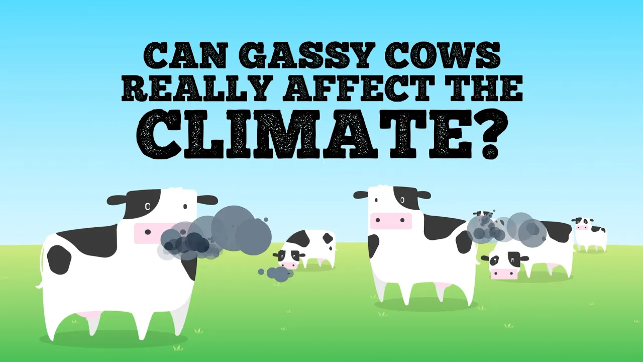A screenshot from the bite-sized video, "Can gassy cows really affect the climate? (Robin Taber/CES)