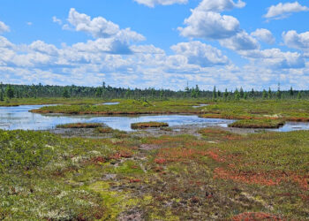 An open pool area in a northern peatland near Grand Lake Stream in Maine. (Photo Credit: Xavier Comas, Ph.D., FAU)