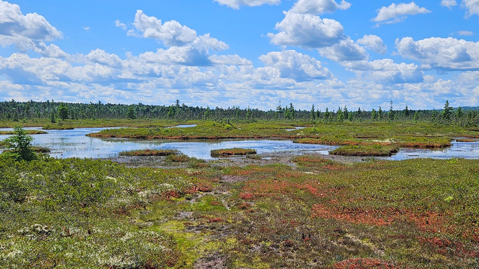 An open pool area in a northern peatland near Grand Lake Stream in Maine. (Photo Credit: Xavier Comas, Ph.D., FAU)