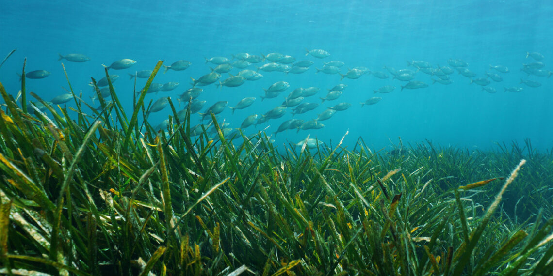 A school of fish swim over seagrass (iStock image)