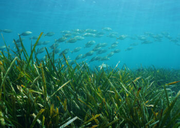 A school of fish swim over seagrass (iStock image)