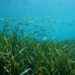 A school of fish swim over seagrass (iStock image)