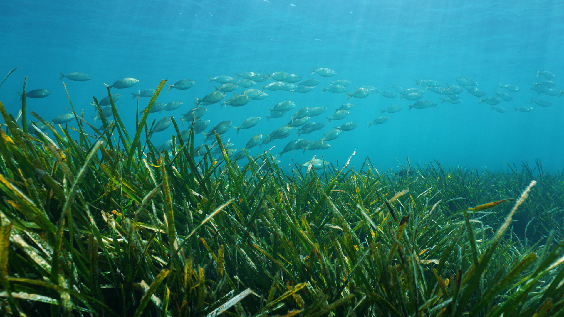 A school of fish swim over seagrass (iStock image)