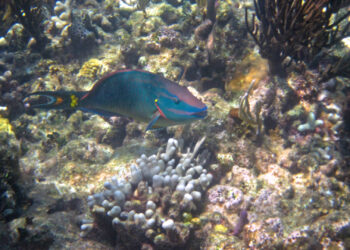 A stoplight parrotfish in the Bahamas (James St. John, CC BY 2.0, via Wikimedia Commons)