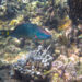A stoplight parrotfish in the Bahamas (James St. John, CC BY 2.0, via Wikimedia Commons)