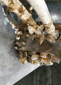 Zebra mussels found attached to this boat at an inspection station in Oregon show how easily invasive species can be moved. The boat had come from Texas and was on its way to Canada. (Oregon Department of Fish & Wildlife, CC BY-SA)
