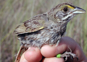 A banded Cape Sable seaside sparrow at Everglades National Park (Lori Oberhofer/NPS, Public domain, via Wikimedia Commons)