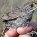 A banded Cape Sable seaside sparrow at Everglades National Park (Lori Oberhofer/NPS, Public domain, via Wikimedia Commons)