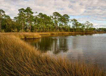 A portion of the land protected on Innerarity Island (Photo by Michael Riffle, courtesy of Conservation Florida)