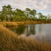 A portion of the land protected on Innerarity Island (Photo by Michael Riffle, courtesy of Conservation Florida)