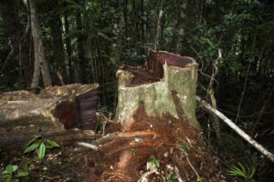 The stump of an illegally logged rosewood in Marojejy National Park in Madagascar (CC BY-SA 3.0, via Wikimedia Commons)