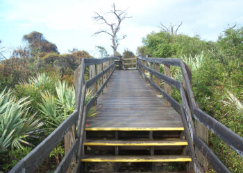 The boardwalk to the observation tower at Jonathan Dickinson State Park (Ebyabe, CC BY-SA 3.0, via Wikimedia Commons)