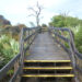 The boardwalk to the observation tower at Jonathan Dickinson State Park (Ebyabe, CC BY-SA 3.0, via Wikimedia Commons)