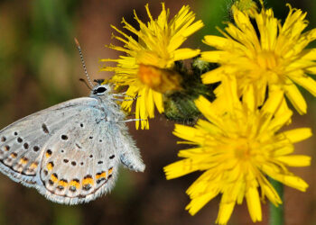 Karner blue butterfly (USFWS, Public domain, via Wikimedia Commons)