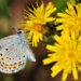 Karner blue butterfly (USFWS, Public domain, via Wikimedia Commons)